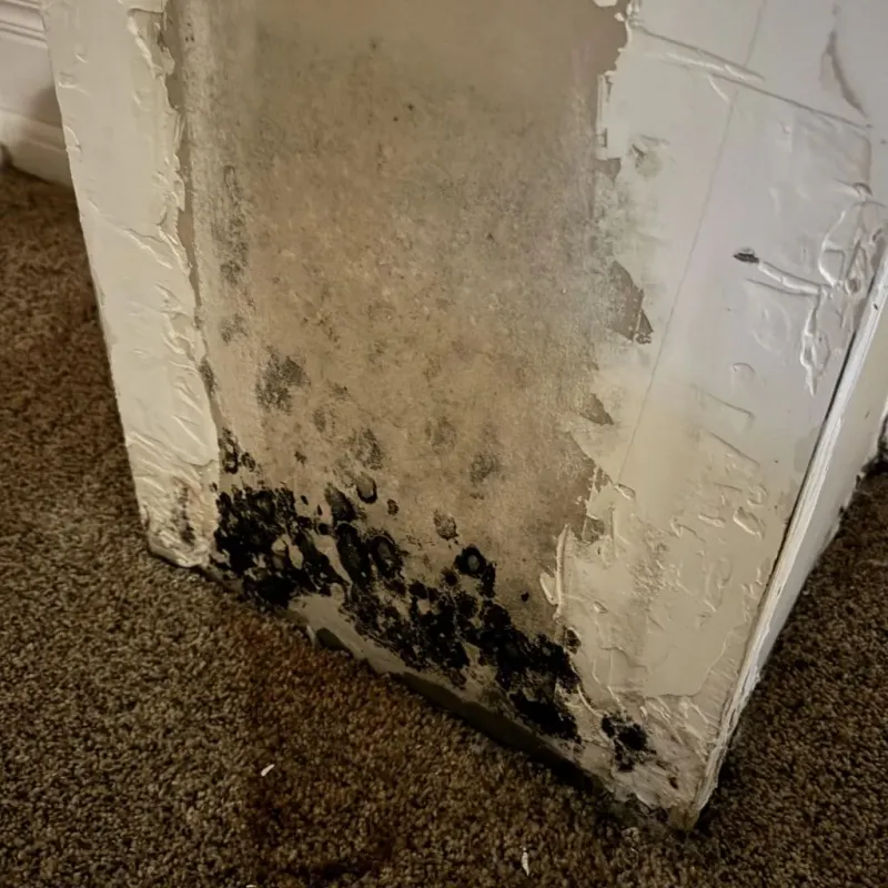 Professional Mold Removal in Woodbridge, VA